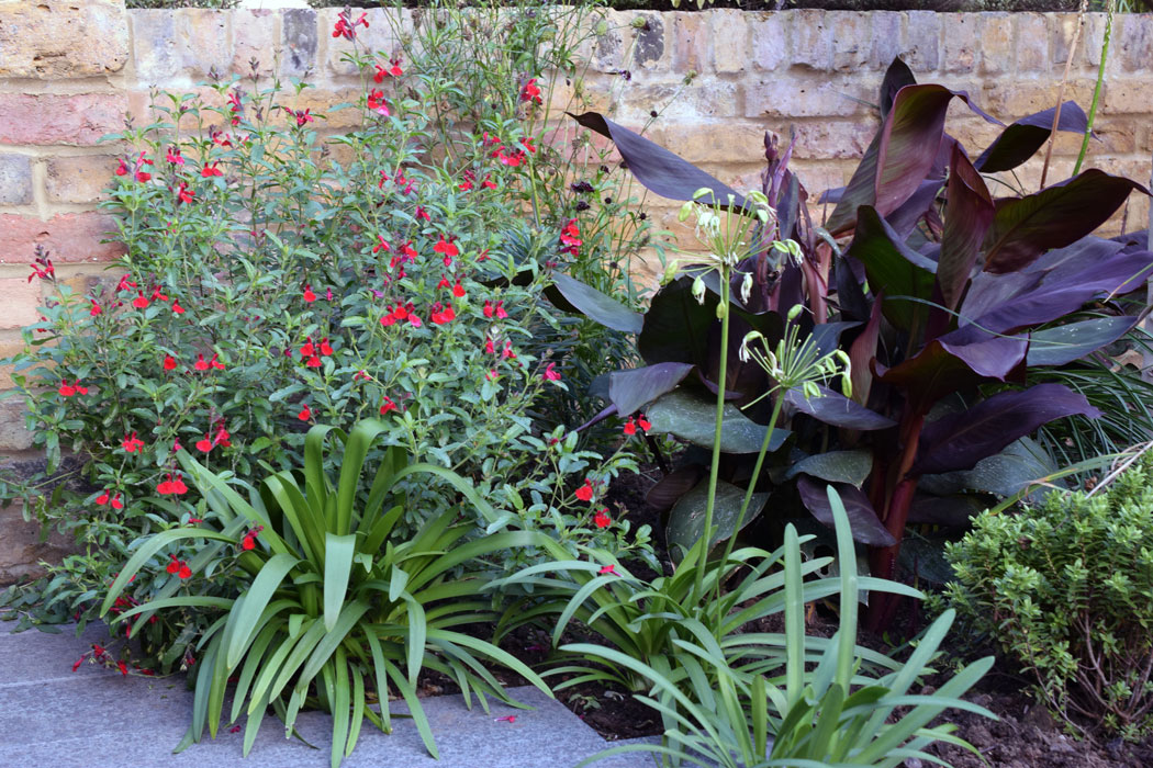 Cannas, Agapanthus & Salvias